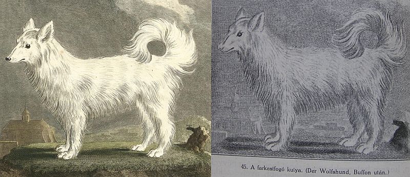 Buffon_muvenek_abraja_es_a raitsits_fele_reprodukcio_2